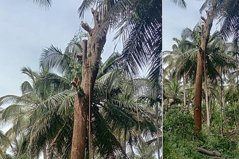 tree cut