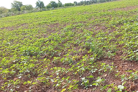 08 tpt 1- Crop Condition