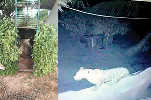 210722 A leopard on the CCTV installed in the farm house of Hirevadrakal farm