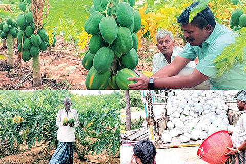 210722 Gumagera Village Sanganagouda Farming