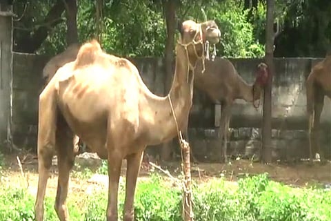 Camels