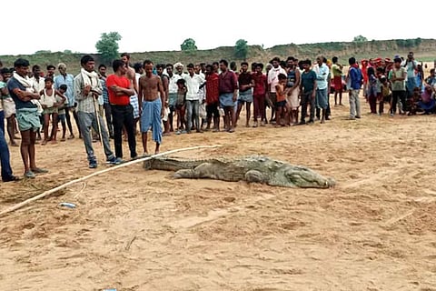 Crocodile