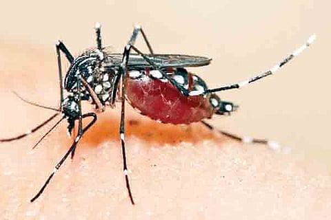 Dengue Masquito