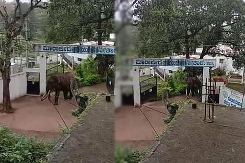 Elephanrt