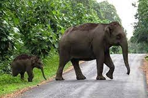 Elephant