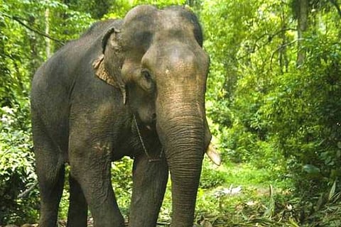 Elephant