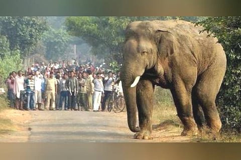 Elephant attack