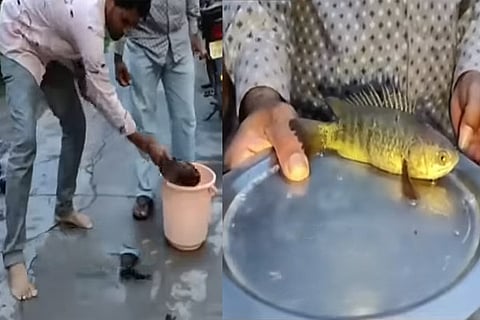 Fish Rain