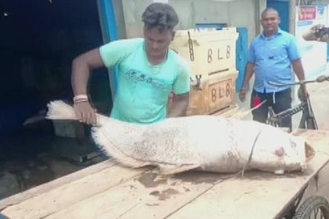 Fish