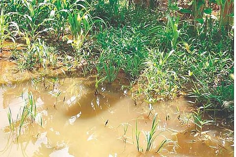 Honnali Rain Crop Loss