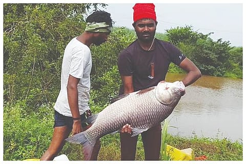 Mahaligapur Fish