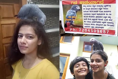 Missing Parrot