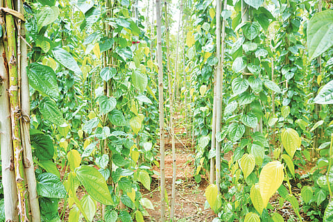 Molakalmuru, agriculture, betel, crop,