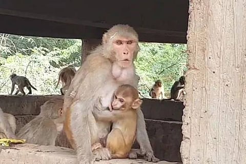 Monkey