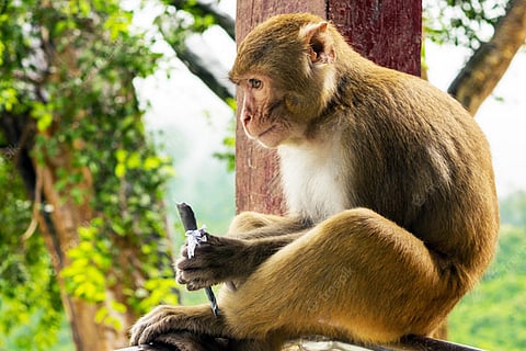 Monkey