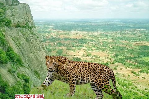 A male leopard died in a fight between leopards in Kunigal talluk Hutridurga