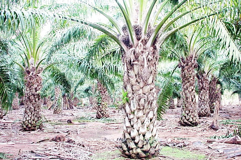 Palm