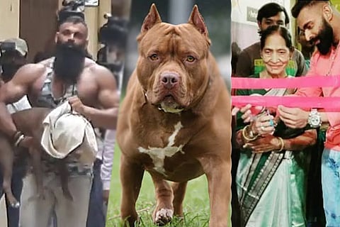 Pit bull