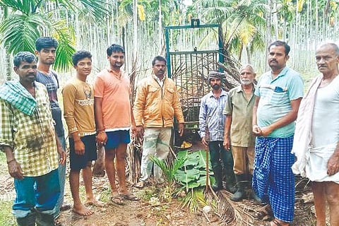 Sasvehalli, Leopard, Dog, catch, 