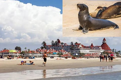 Sealion