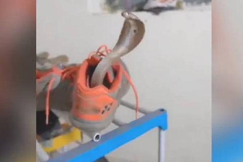 ShoeCobra