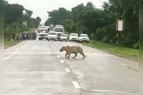 Tigercrossing