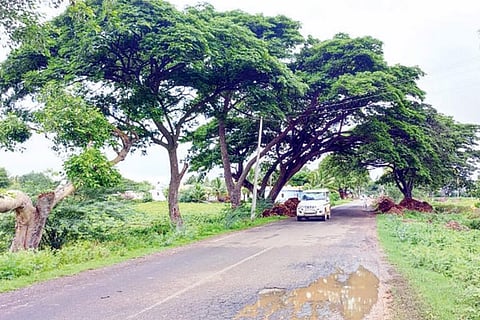 Tree