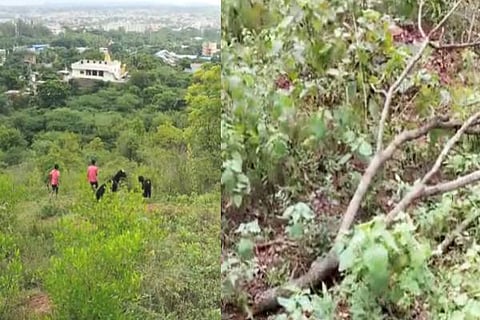Treecutting
