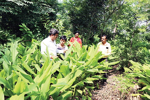 Turmeric 1