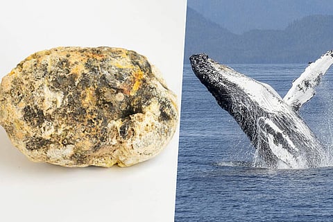 Whale Vommit