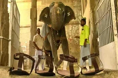 eelephant