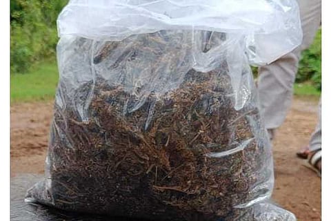 ganja
