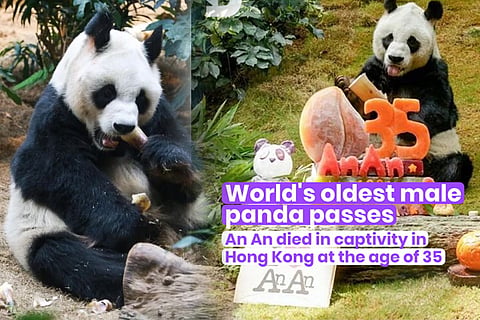 panda