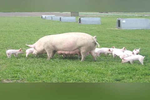 pigforming