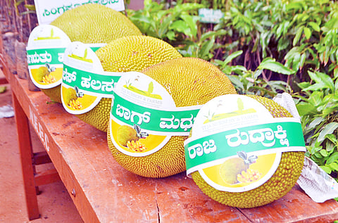 ಮಾರಾಟಕ್ಕೆ-ಬರಲಿರುವ--ಹಲಸಿನ-ವೈವಿಧ್ಯ