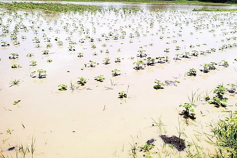 03082022 Manvi Rain