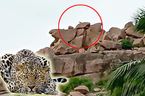 26082022 gangavati leopad