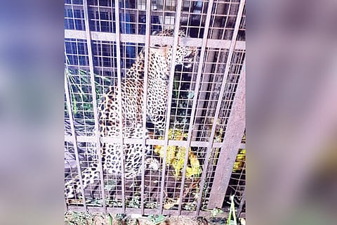 29082022 Gangavati leopad capture