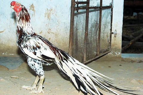 Asil bird