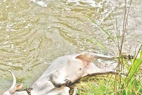 Channagiri, Hirehalla Checkdam, Bullock Cart, Bullock,