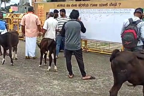 Cow