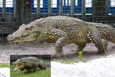 Crocodile