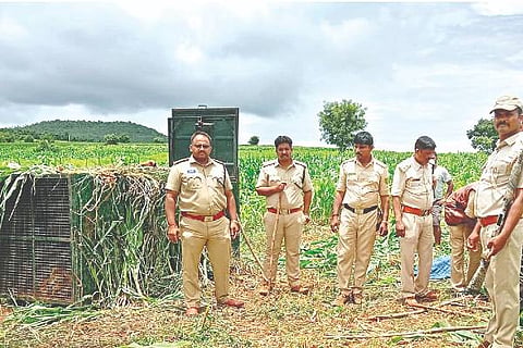 Davangere, Nyamati, Sasvehalli, leopard infestation,