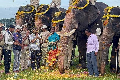 Elephant