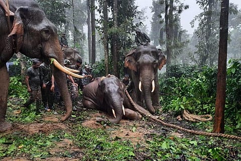 Elephant