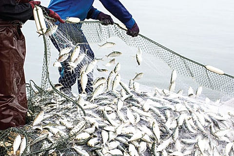 Fish