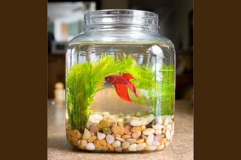 Fish