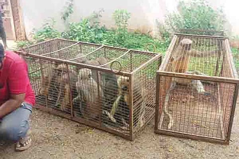 H28 Glasshouse Monkey 2