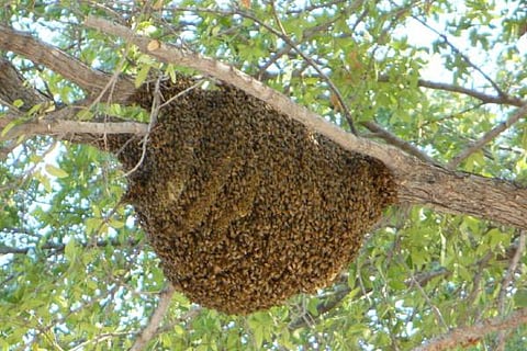 ಹೊಸದುರ್ಗ, ಹೆಜ್ಜೇನು, ದಾಳಿ, ಸಾವು, Hosadurga, bee, attack, death,