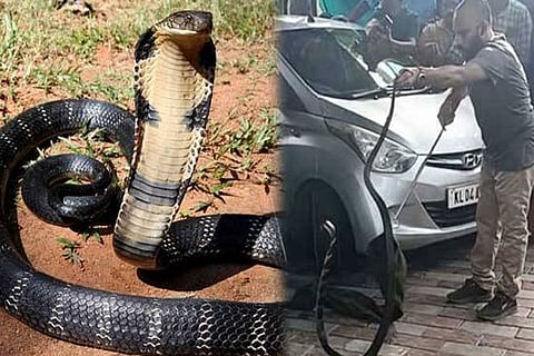 King Cobra